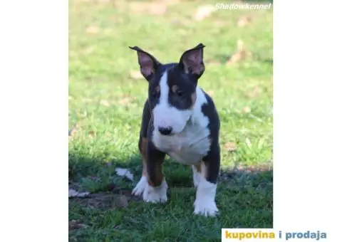 Mini Bull Terijer - 6/12