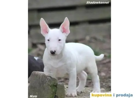 Mini Bull Terijer - 7/12