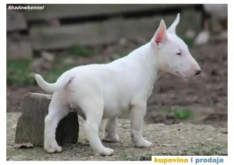 Mini Bull Terijer - 8/12