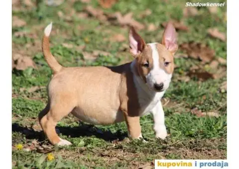 Mini Bull Terijer - 9/12