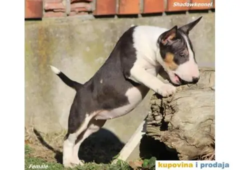 Mini Bull Terijer - 10/12