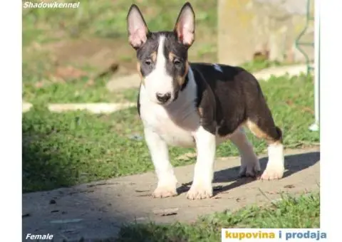 Mini Bull Terijer - 11/12