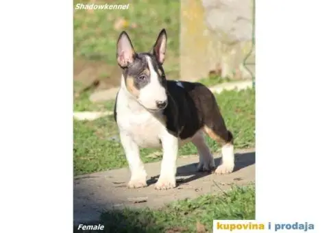 Mini Bull Terijer - 12/12