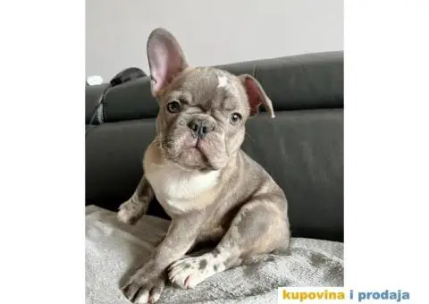 Francuski Buldog - 1/7