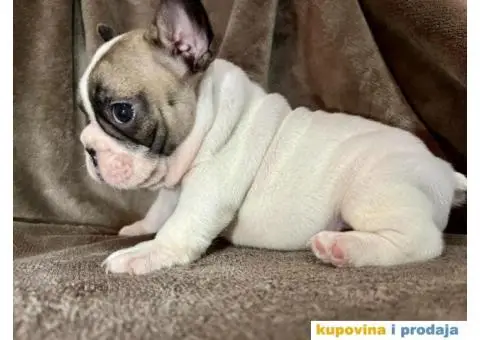 Francuski Buldog - 2/7