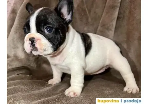 Francuski Buldog - 3/7
