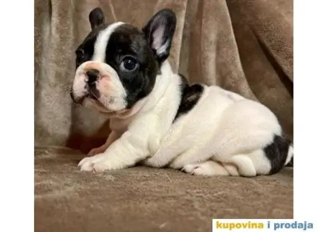 Francuski Buldog - 4/7