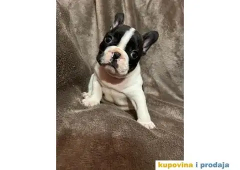 Francuski Buldog - 5/7