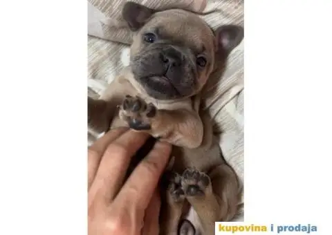 Francuski Buldog - 6/7
