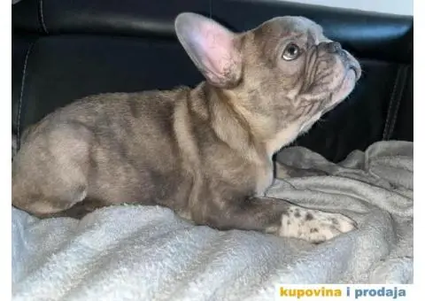 Francuski Buldog - 7/7