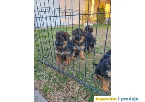 Nemački ovčar štenci - 1/9