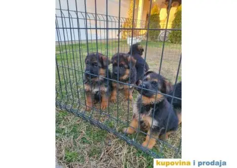 Nemački ovčar štenci - 2/9