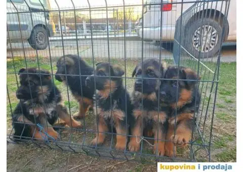 Nemački ovčar štenci - 3/9