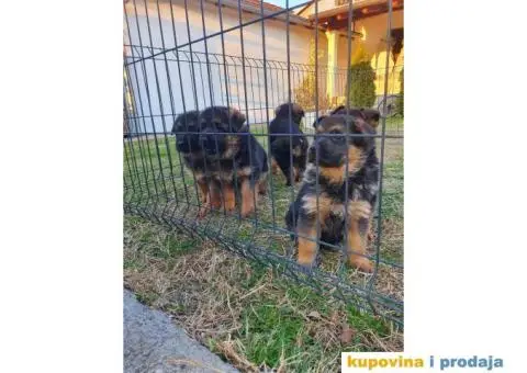 Nemački ovčar štenci - 4/9