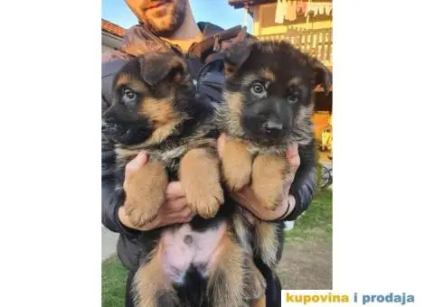 Nemački ovčar štenci - 5/9