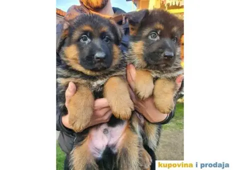Nemački ovčar štenci - 6/9