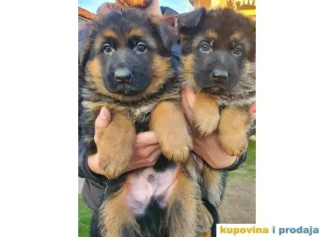 Nemački ovčar štenci - 7/9