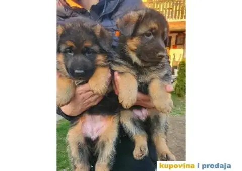Nemački ovčar štenci - 8/9