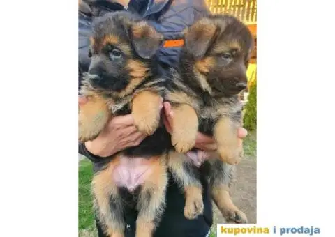 Nemački ovčar štenci - 9/9