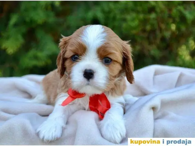 CAVALIER KING CHARLES spaniel štenci - 1