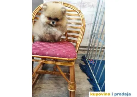 Pomeranac BOO medvedići, Pomeranski Špic štenci - 1/4