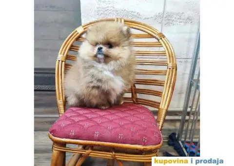 Pomeranac BOO medvedići, Pomeranski Špic štenci - 2/4