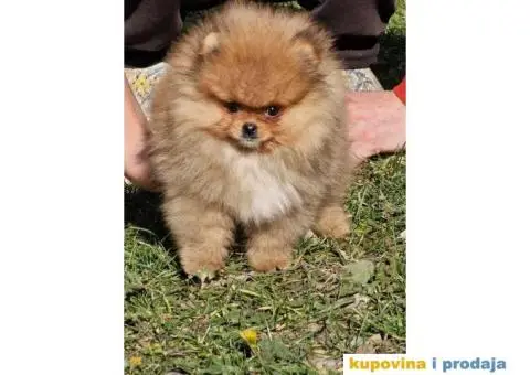 Pomeranac BOO medvedići, Pomeranski Špic štenci - 3/4