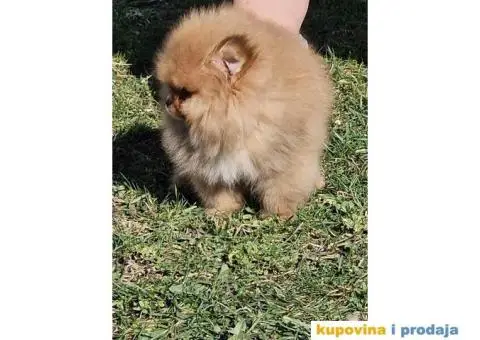 Pomeranac BOO medvedići, Pomeranski Špic štenci - 4/4