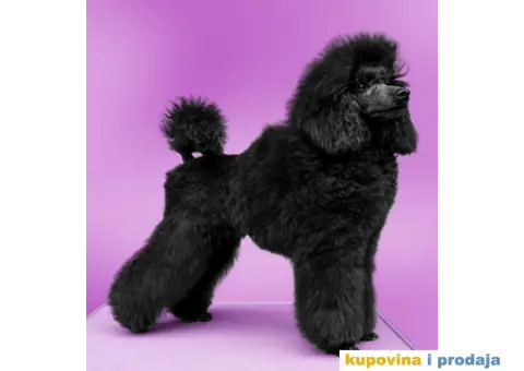 Crna Patuljasta Pudla - 1/6