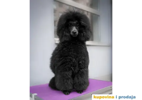 Crna Patuljasta Pudla - 2/6