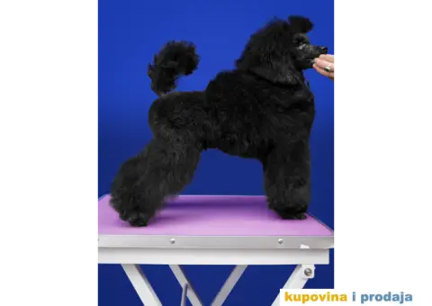 Crna Patuljasta Pudla - 3/6