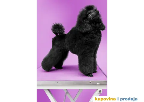 Crna Patuljasta Pudla - 4/6