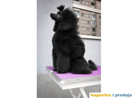 Crna Patuljasta Pudla - 5/6