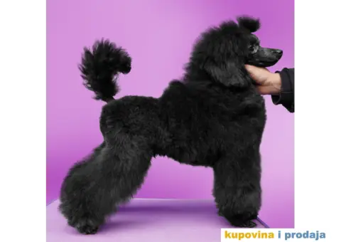 Crna Patuljasta Pudla - 6/6