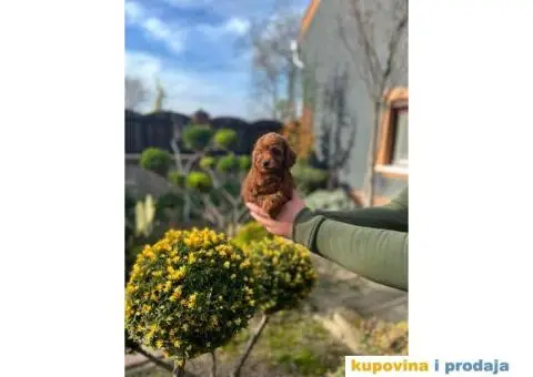 PUDLE tamnocrveni muzjaci - 1/8