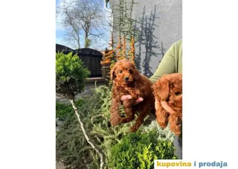 PUDLE tamnocrveni muzjaci - 2/8