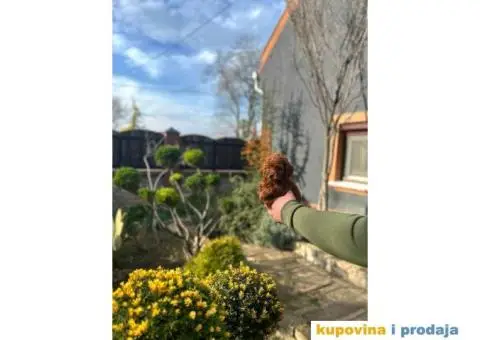 PUDLE tamnocrveni muzjaci - 3/8