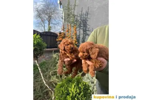 PUDLE tamnocrveni muzjaci - 6/8