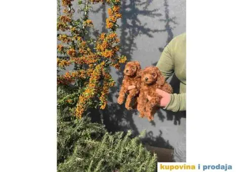 PUDLE tamnocrveni muzjaci - 7/8