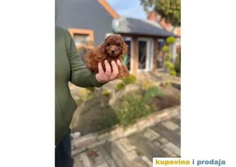 PUDLE tamnocrveni muzjaci - 8/8