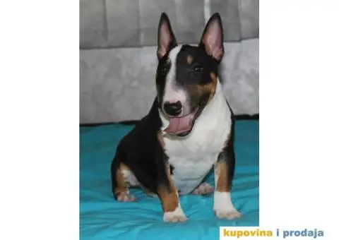 Mini Bul terijer štenci - 1/8