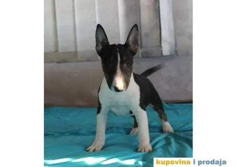 Mini Bul terijer štenci - 2/8