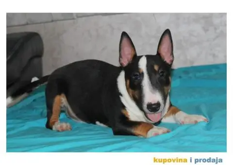 Mini Bul terijer štenci - 3/8