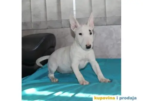 Mini Bul terijer štenci - 4/8