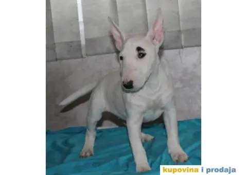 Mini Bul terijer štenci - 5/8