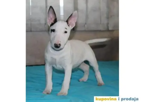 Mini Bul terijer štenci - 6/8