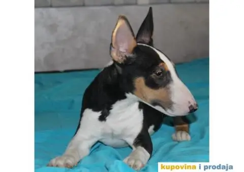 Mini Bul terijer štenci - 7/8