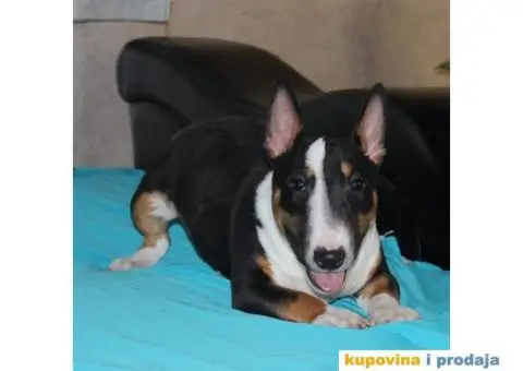 Mini Bul terijer štenci - 8/8