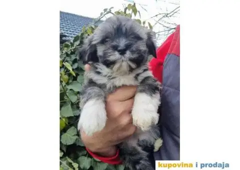 Havanski Bišon štenci - 1/10