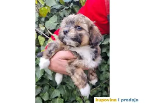 Havanski Bišon štenci - 2/10